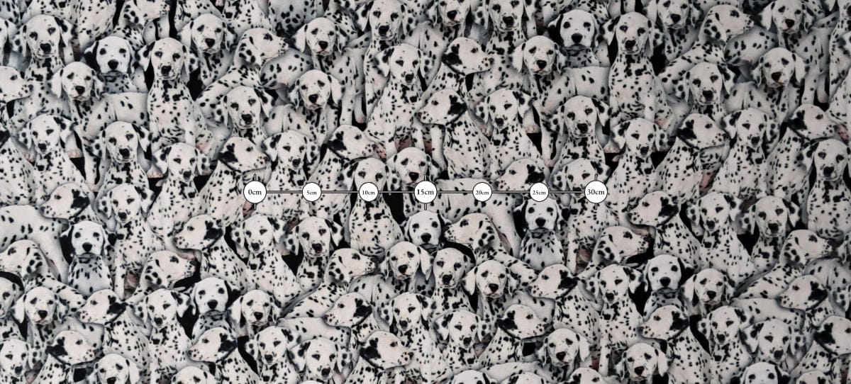 20-10-690P Canvas, Dalmatialaiset Musta & valkoinen - Image 3